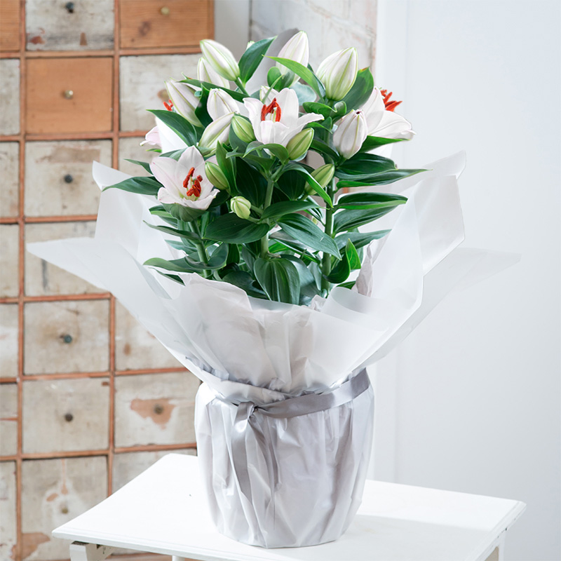 Gift Wrapped White Lily Plant image