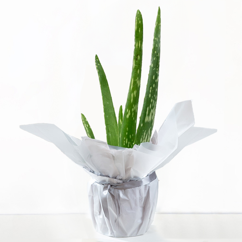 Gift Wrapped Aloe Vera Plant image