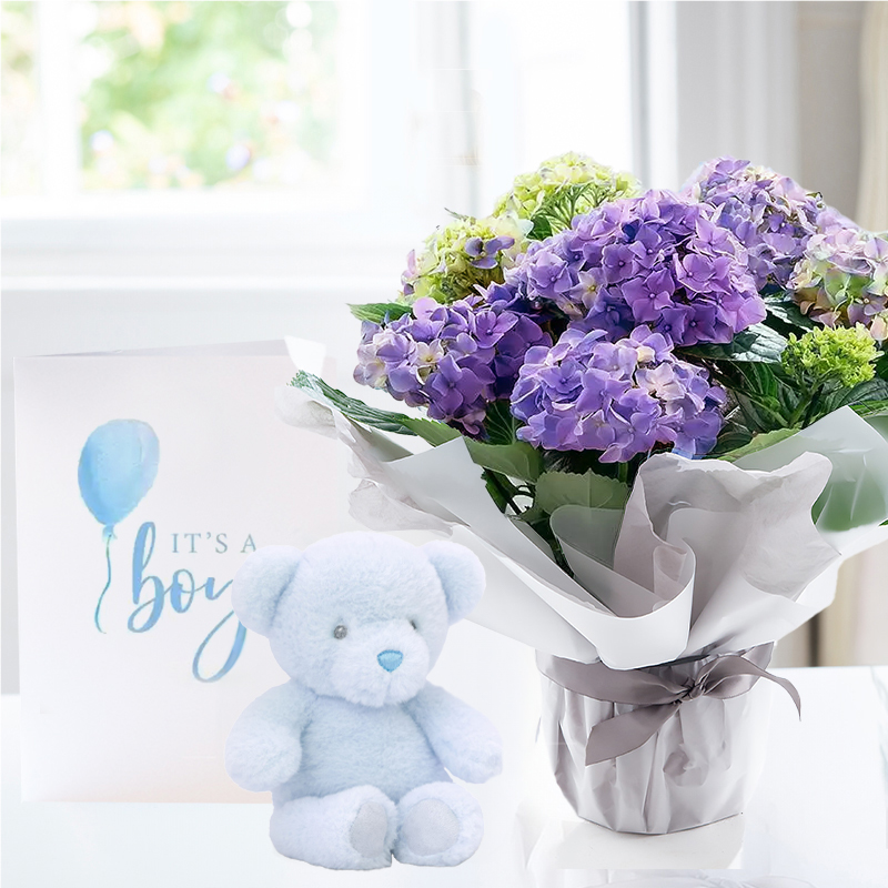 New Baby Boy Plant Gift | Gift Wrapped Blue Hydrangea Plant, Blue Bunny & Baby Boy Card | Next Day Plants & Gifts Delivery - Appleyard London