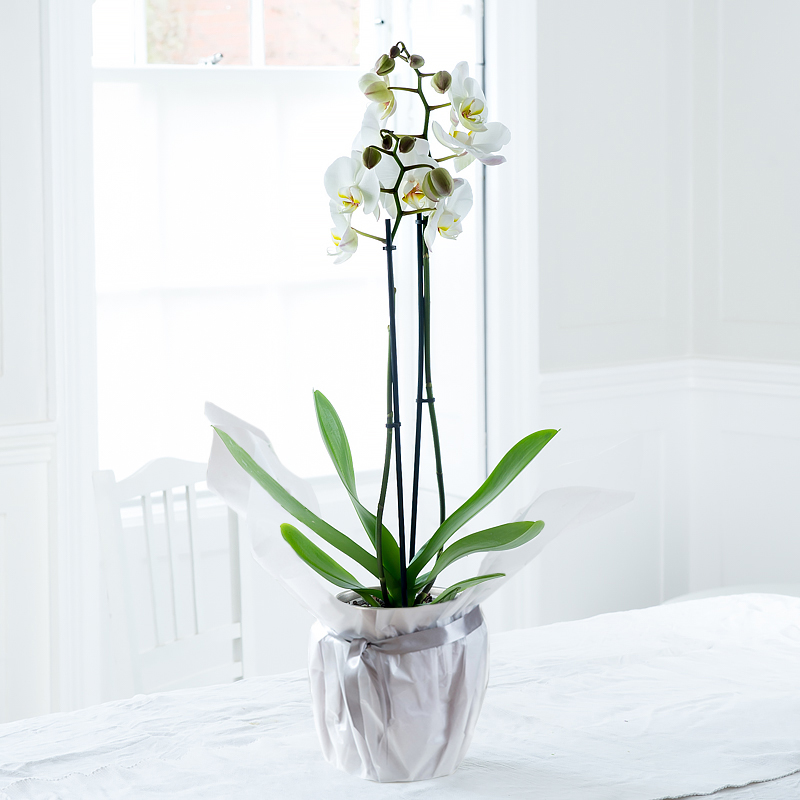 Gift Wrapped White Phalaenopsis Orchid image
