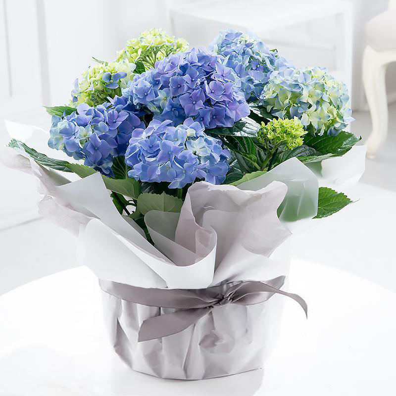 Gift Wrapped Blue Hydrangea Plant image