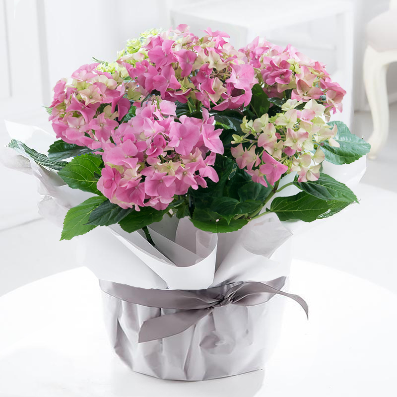 Gift Wrapped Pink Hydrangea Plant image