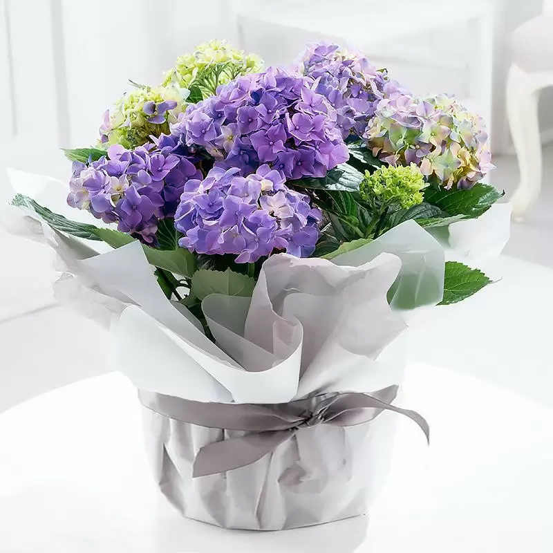 Gift Wrapped Blue Hydrangea Plant | Hydrangea Plants | Indoor Flowering Plants | Next Day Plant Delivery - Appleyard London