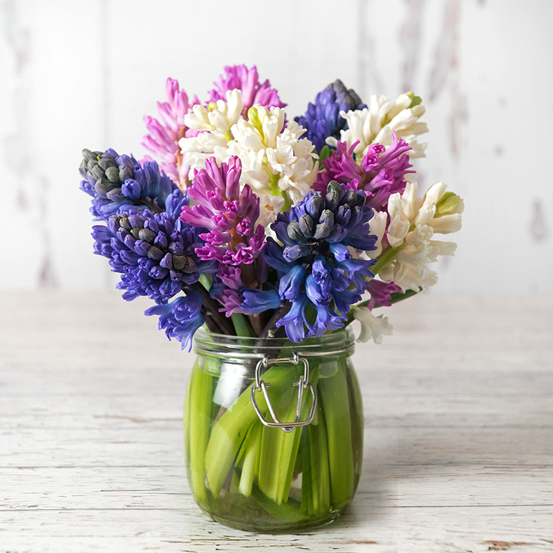 Fragrant Hyacinths image