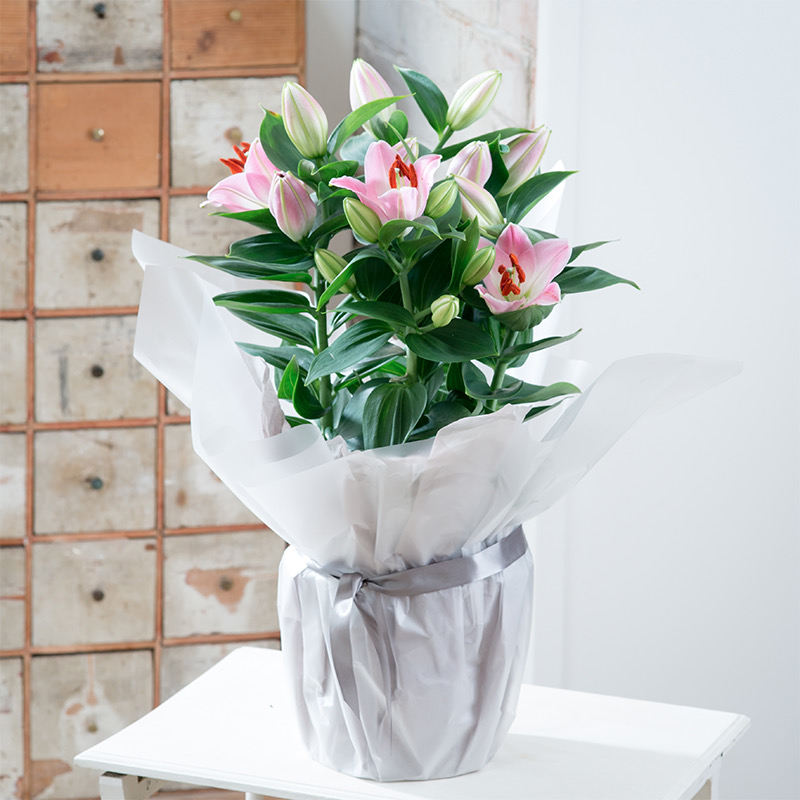 Gift Wrapped Pink Lily Plant | Next Day Plant Delivery | Stargazer Lily House Plant | Appleyard London