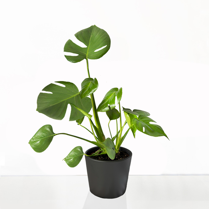 Monstera Adansonii in a Pot image