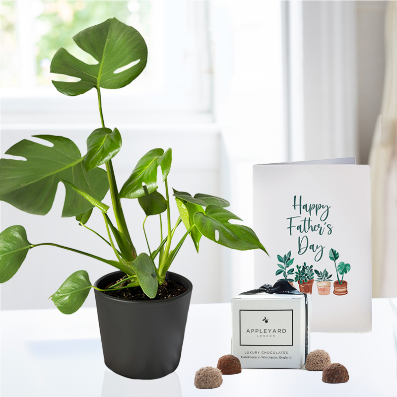 Father's Day Plant Gift | Monstera Adansonii, 6 Mixed Truffles & Card | Next Day Plants & Gifts Delivery - Appleyard London
