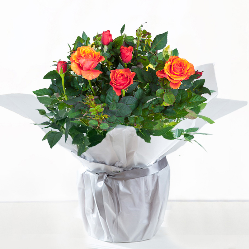Gift Wrapped Orange Rose Plant - Gifts by Appleyard - orange - Next Day Plant Delivery UK - Appleyard London