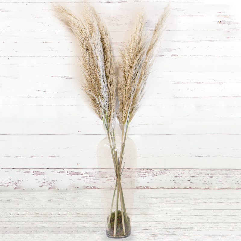 Pampas Vase Gift Set image