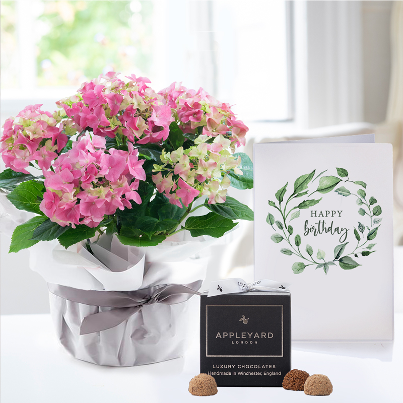 Gift Wrapped Pink Hydrangea Plant, 12 Truffles & Birthday Card image