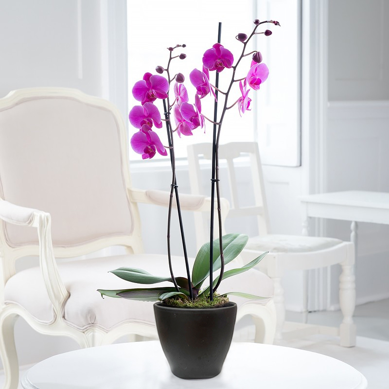 Pink Phalaenopsis Orchid in a Pot image