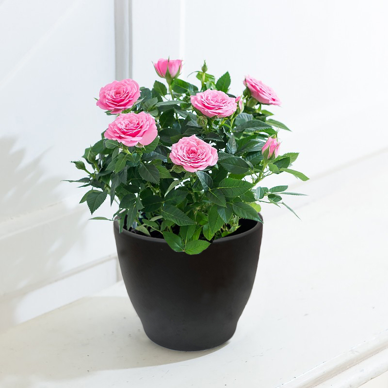 Pink Rose Plant in a Pot image