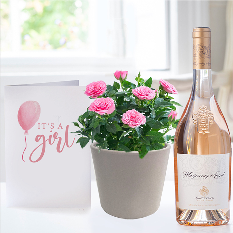Pink Rose Plant, Prosecco Rosé & 6 Mixed Truffles - Plant Gift Set - Blue - Next Day Plant & Gift Delivery UK - Appleyard London