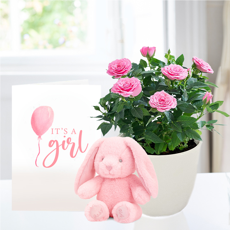 Pink Rose Plant in Pot, Pink Bunny & Baby Girl Card