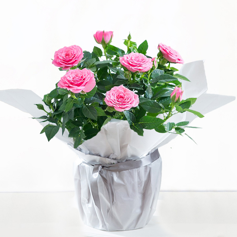 Gift Wrapped Pink Rose Plant