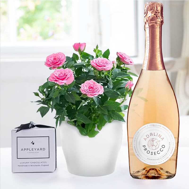Pink Rose Plant, Prosecco Rosé & 6 Mixed Truffles image