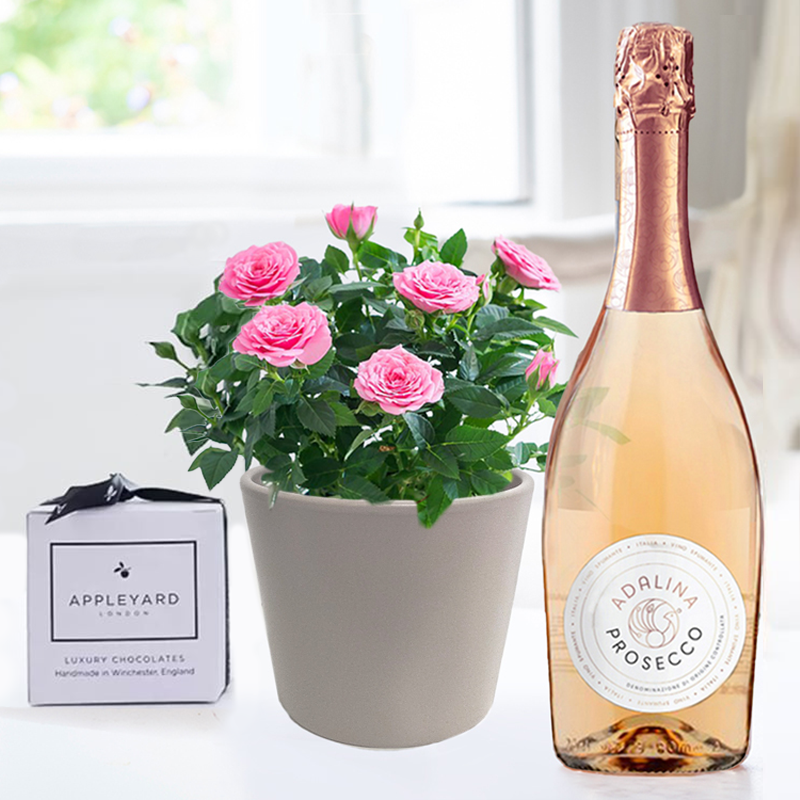 Pink Rose Plant, Prosecco Rosé & 6 Mixed Truffles - Plant Gift Set - Blue - Next Day Plant & Gift Delivery UK - Appleyard London