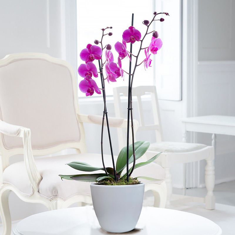 Pink Phalaenopsis Orchid in a Pot image