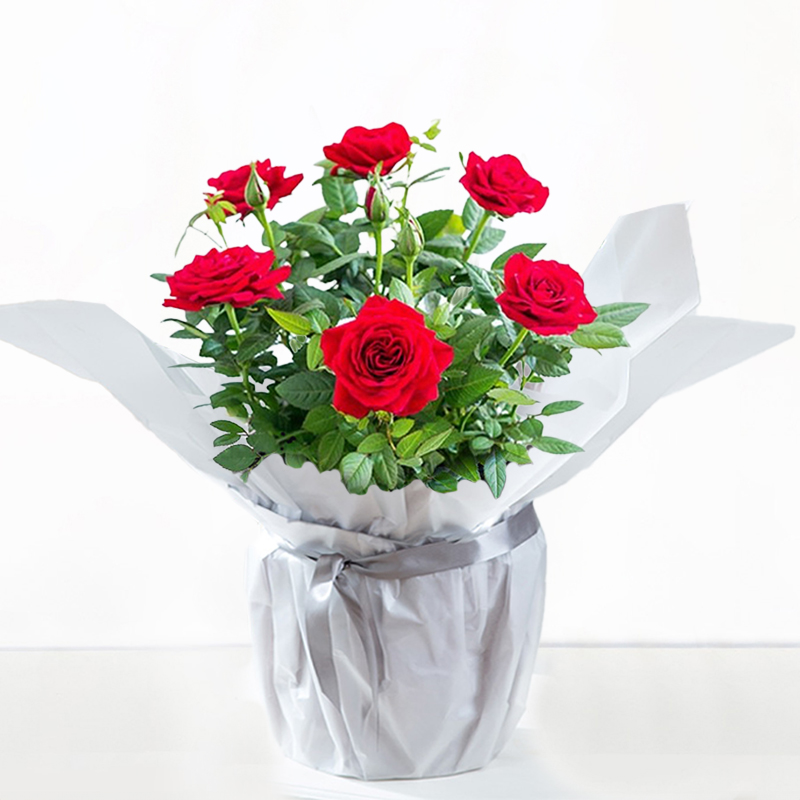 Gift Wrapped Red Rose Plant image