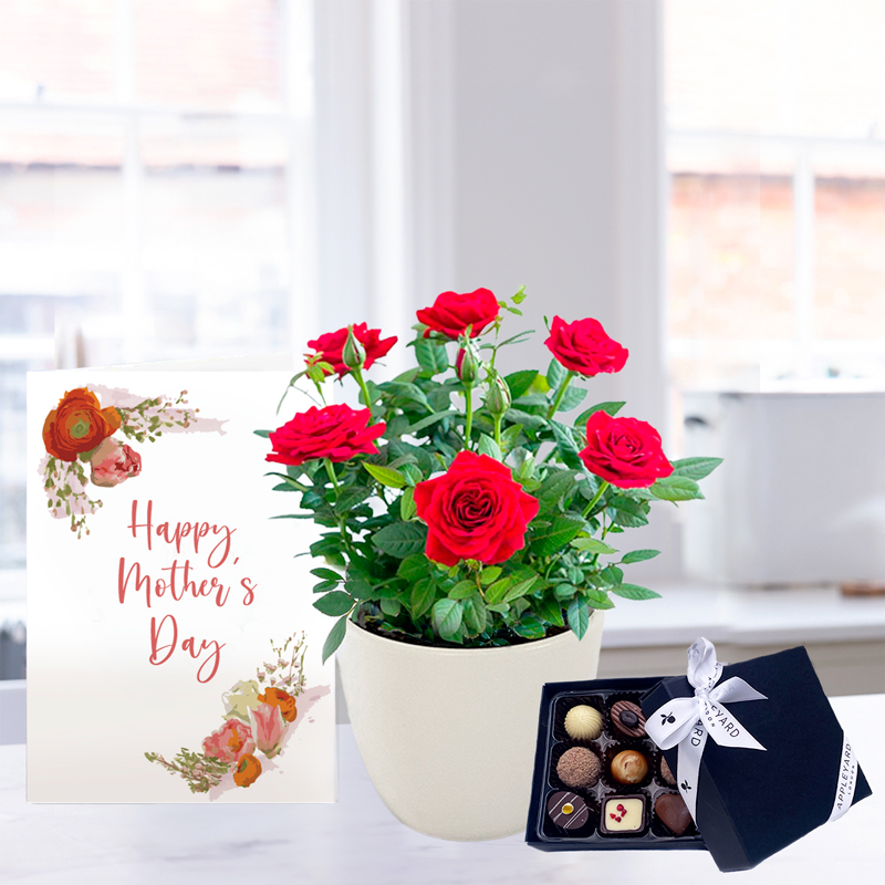 Red Rose Plant, 9x Luxury Chocolates & Mother's Day Card image