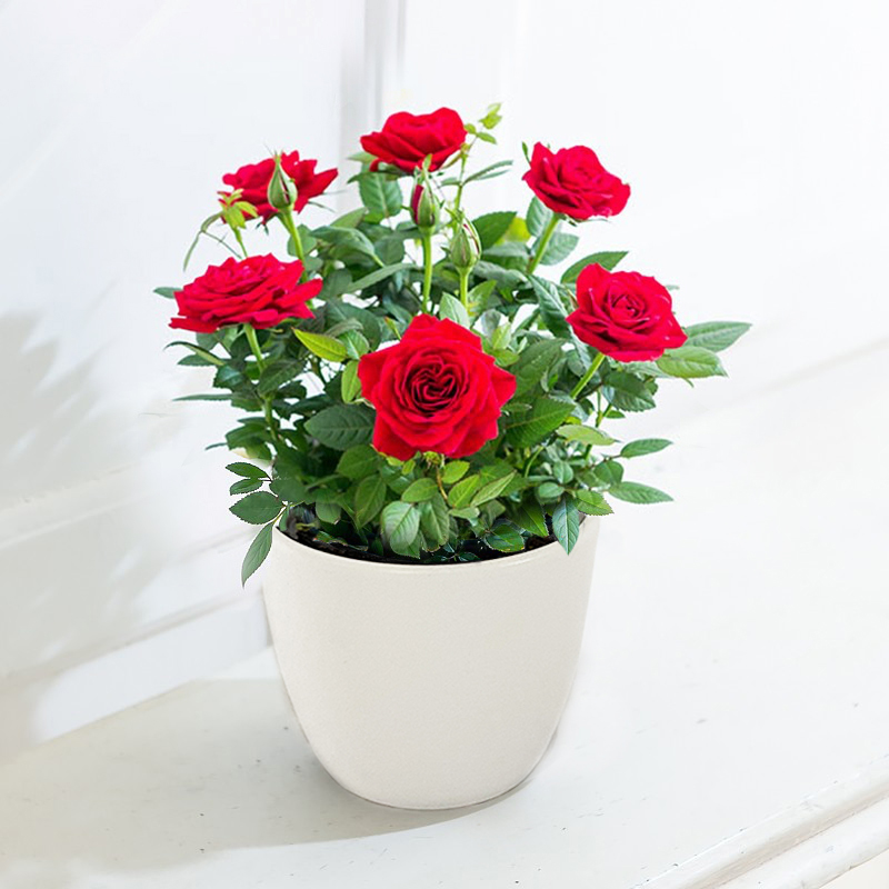 Red Rose Plant image