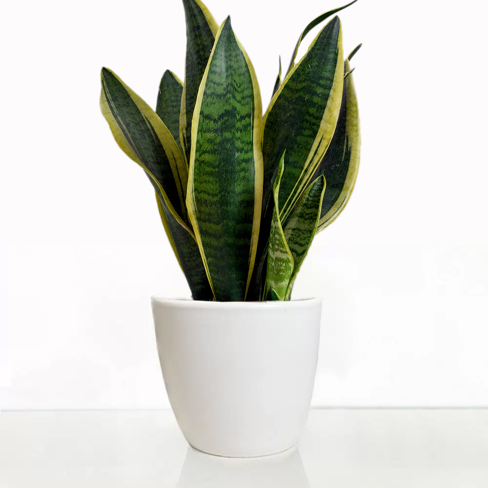 Snake Plant in A Pot image