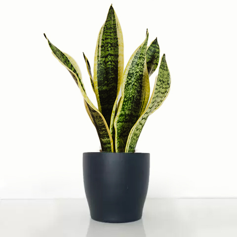 Snake Plant in A Pot image