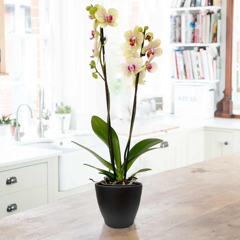 The Florida Sunset Orchid in a Pot image