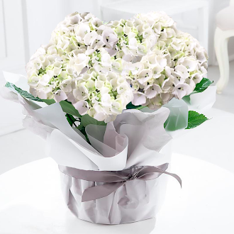 Gift Wrapped White Hydrangea Plant | Hydrangea Plants | Indoor Flowering Plants | Next Day Plant Delivery - Appleyard London