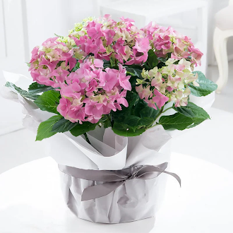 Gift Wrapped Pink Hydrangea Plant | Hydrangea Plants | Indoor Flowering Plants | Next Day Plant Delivery - Appleyard London