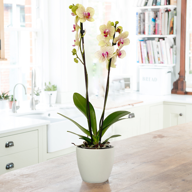 The Florida Sunset Orchid in a Pot image