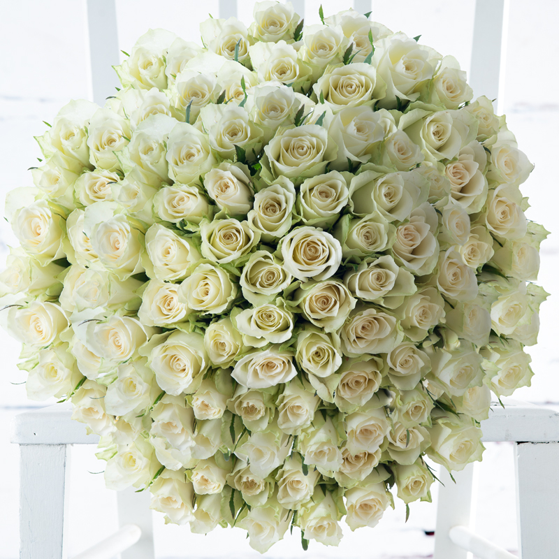 100 White Roses image