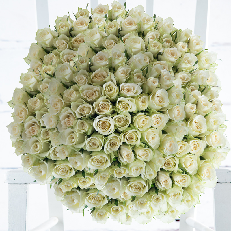 200 White Roses image