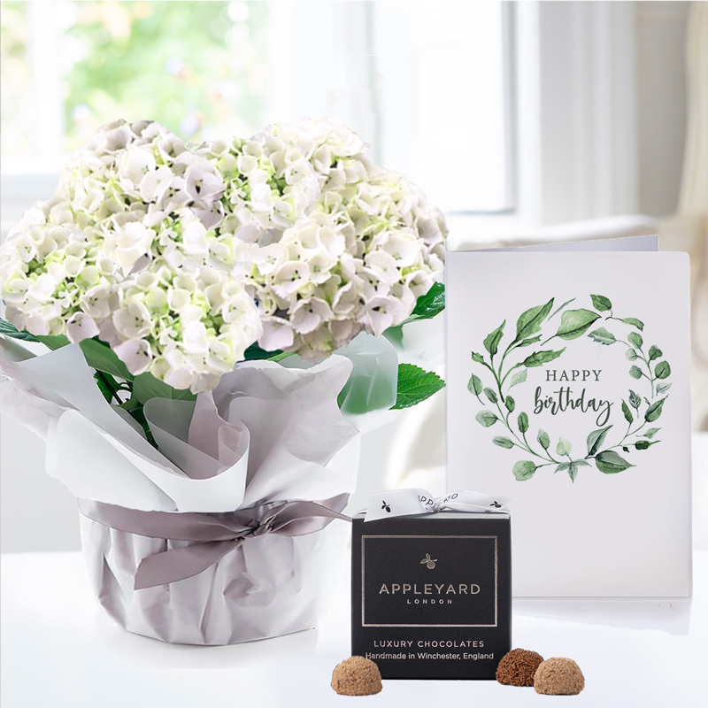 Gift Wrapped White Hydrangea Plant, 12 Truffles & Birthday Card image
