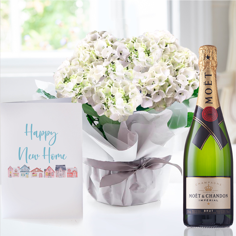 Gift Wrapped White Hydrangea Plant, Moët & Chandon & New Home Card image