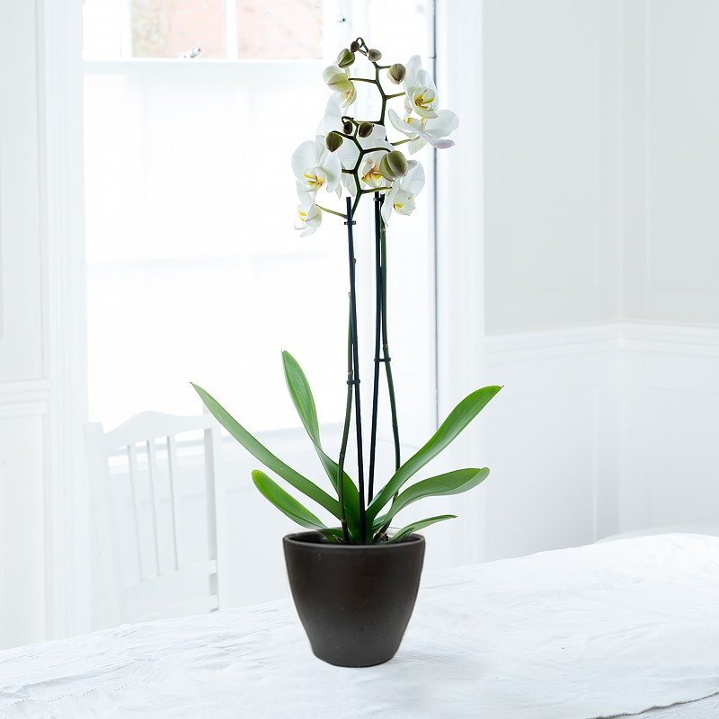 White Phalaenopsis Orchid in a Pot image