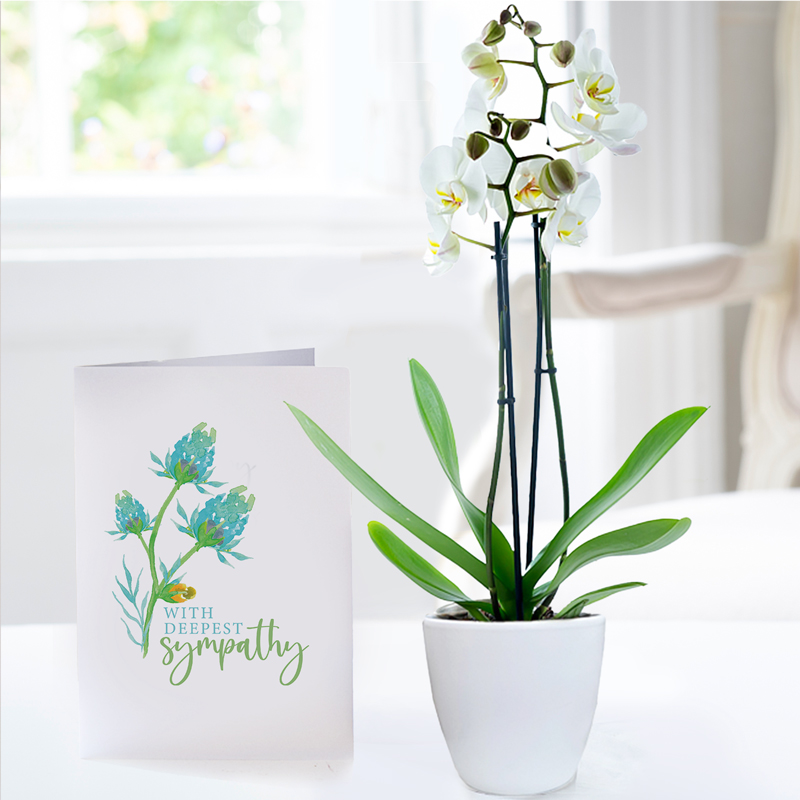 Double Stem White Orchid in Pot & Sympathy Card image