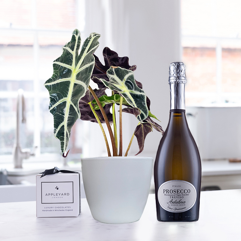 Alocasia Elephant Ear Plant in Pot, Prosecco & 6 Mixed Truffles image