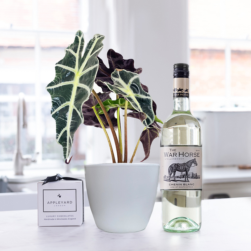 Alocasia Elephant Ear Plant in Pot, War Horse Chein Blanc & 6 Mixed Truffles image