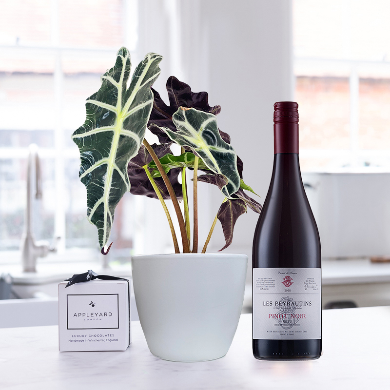 Alocasia Elephant Ear Plant in Pot, Les Peyrautins Pinot Noir & 6 Mixed Truffles image