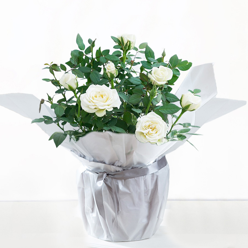 Gift Wrapped White Rose Plant - House Plant - Rose Plants - Flowering Plants - white - Next Day Plant Delivery UK - Appleyard London