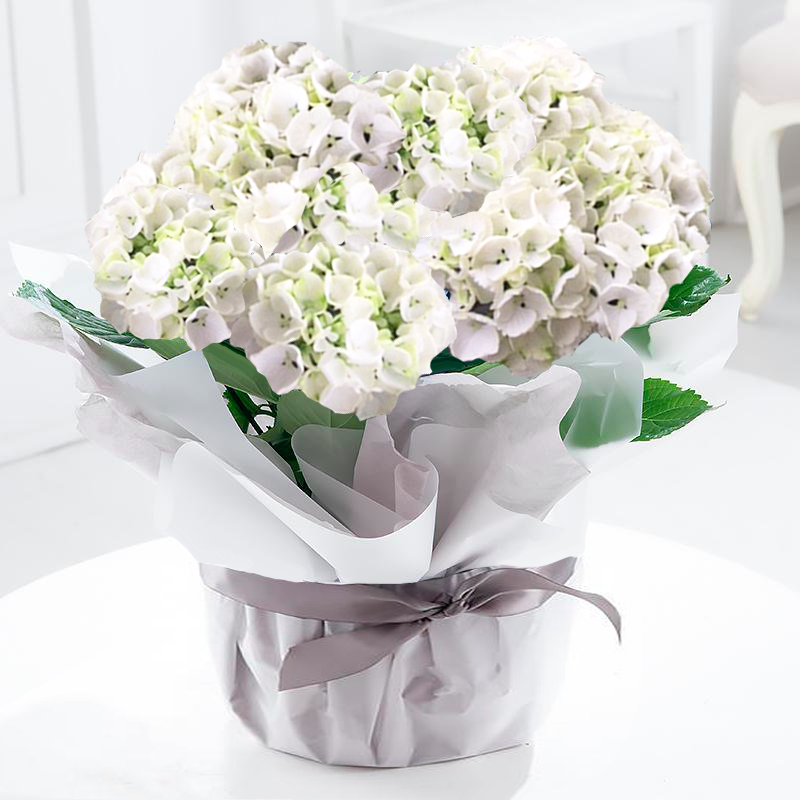 Gift Wrapped White Hydrangea Plant image