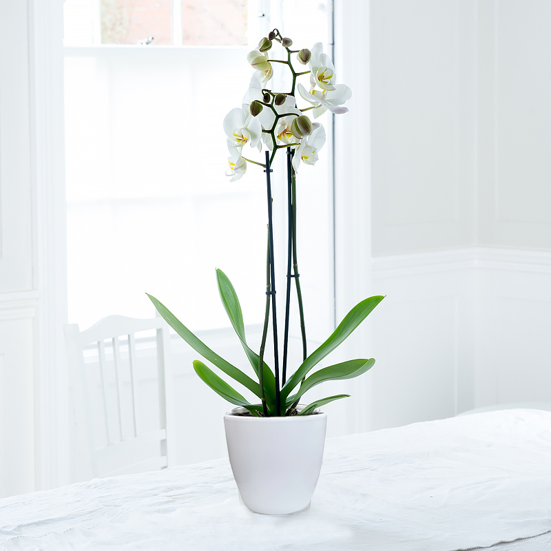 White Phalaenopsis Orchid in a Pot image