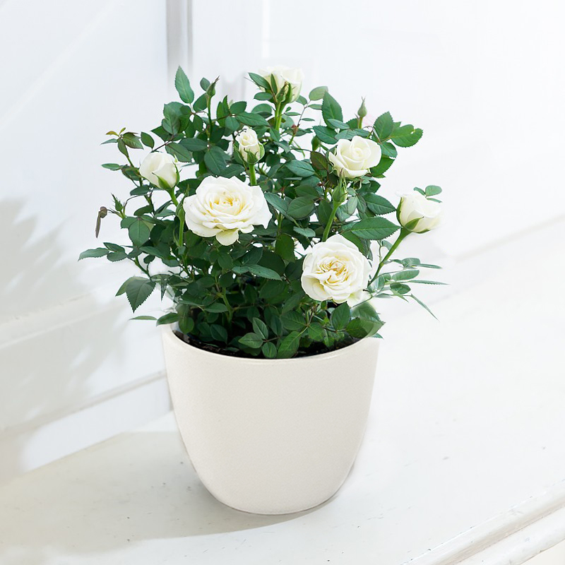 White Rose Plant in a Pot image