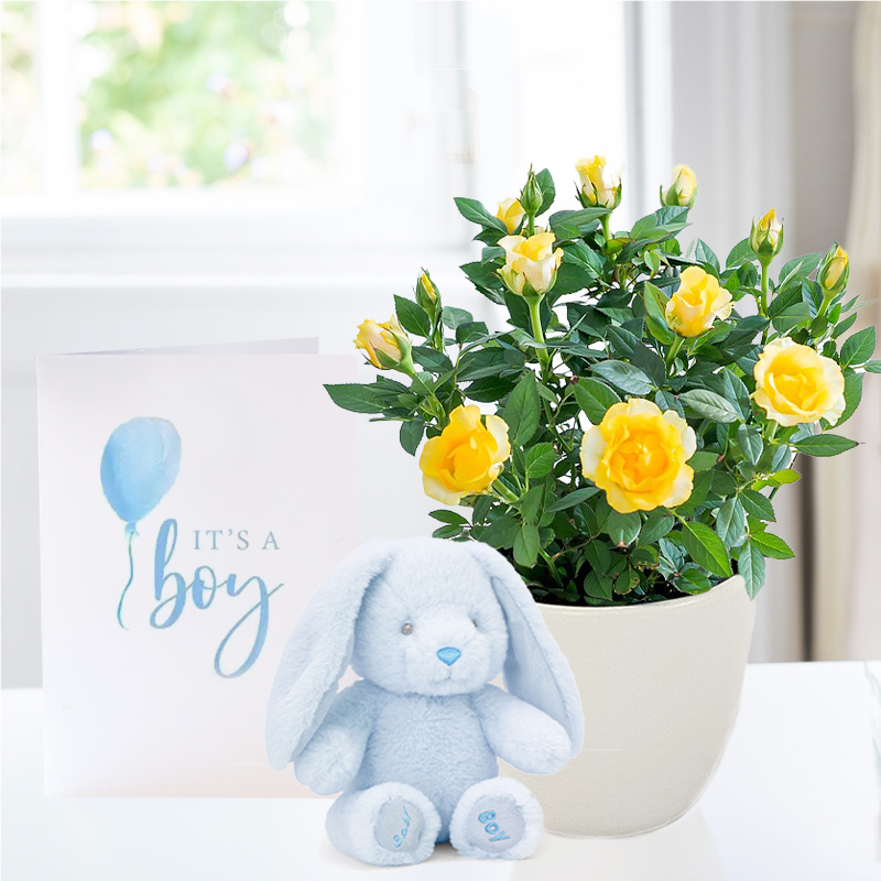 Yellow Rose Plant in Pot, Blue Bunny & Baby Boy Card