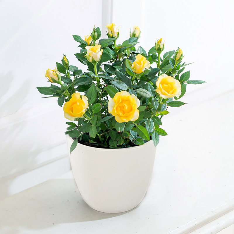 Yellow Rose Plant in a Pot image