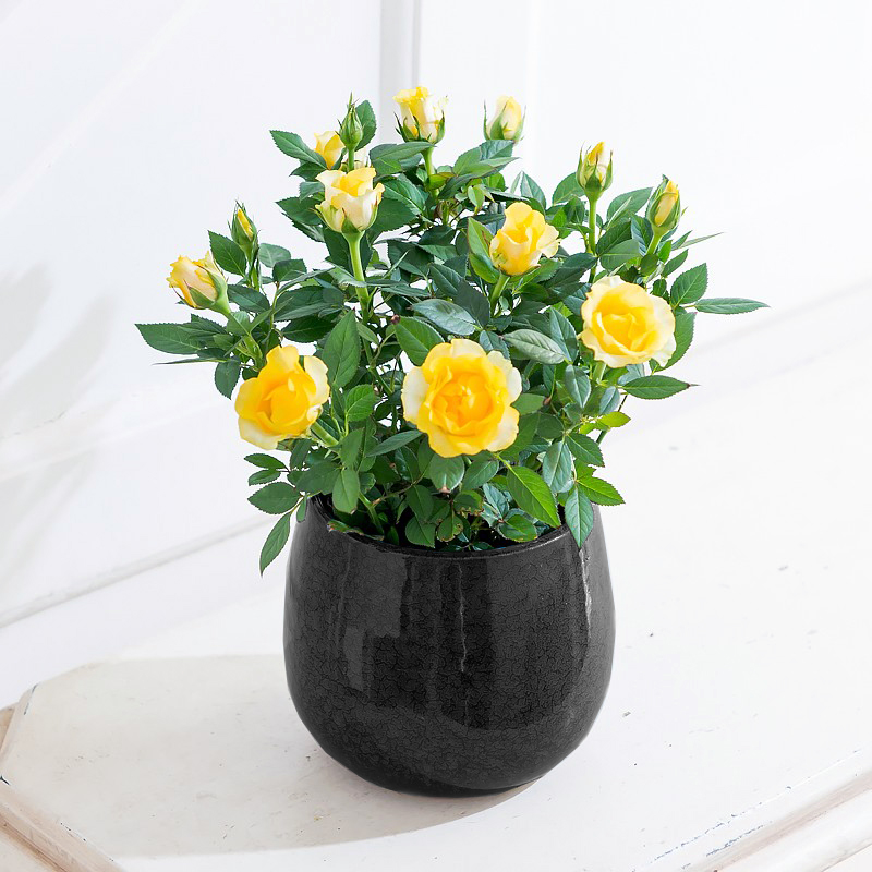 Yellow Rose Plant in a Pot